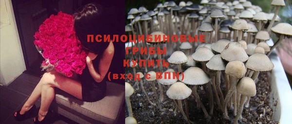 ГАЛЛЮЦИНОГЕННЫЕ ГРИБЫ Верея